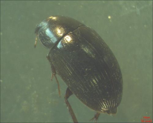 Réf. 145 245 : Hydrobius sp.