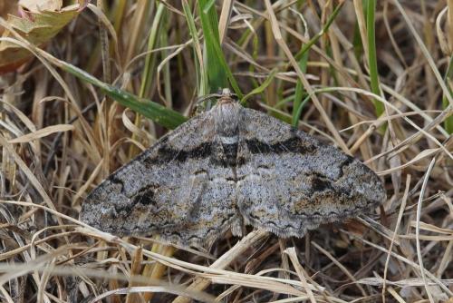 Alcis bastelbergeri