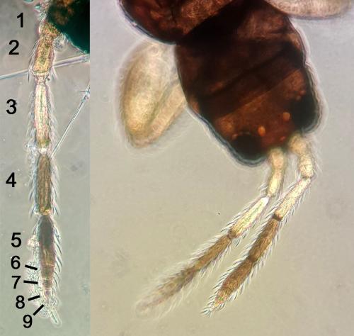 Réf. 145 160 : Aeolothrips collaris