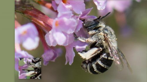 Amegilla albigena