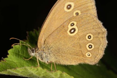 Réf. 145 202 : Aphantopus hyperantus