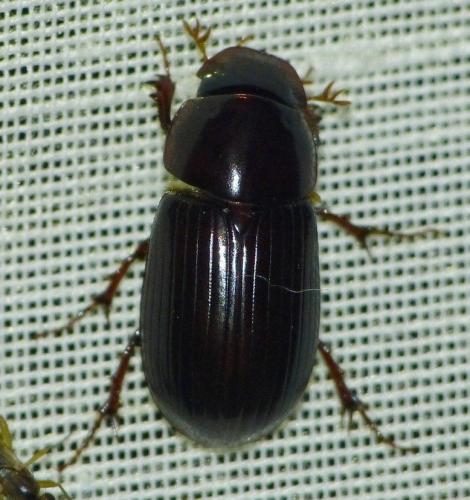 Acrossus rufipes
