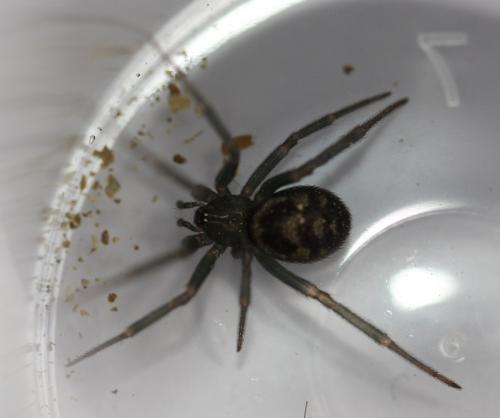 Steatoda grossa