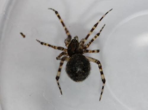 Réf. 145 172 : Theridion sp.
