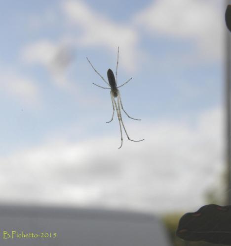 Tetragnatha sp.