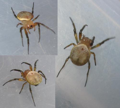 Anepsion sp.