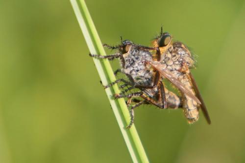 Réf. 145 355 : Machimus sp.