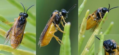 Réf. 145 663 : Selandria melanosterna