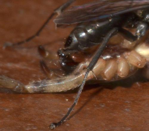 Auplopus carbonarius