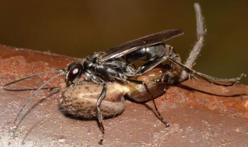 Auplopus carbonarius
