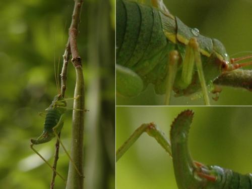 Barbitistes sp.