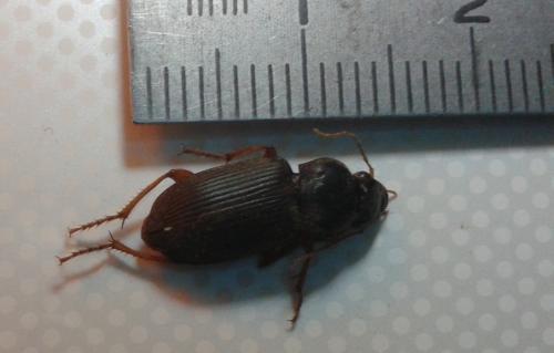 Pseudoophonus rufipes