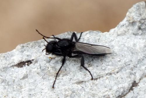 Bibio marci