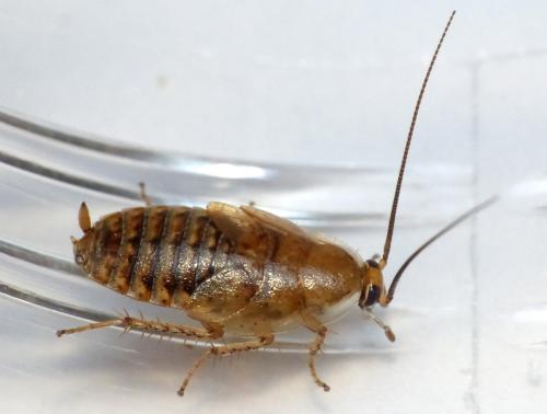 Réf. 145 097 : Ectobius pallidus
