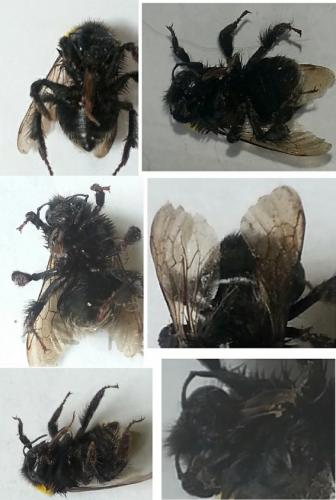 Bombus sp.