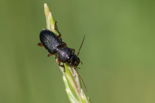 Carterus fulvipes