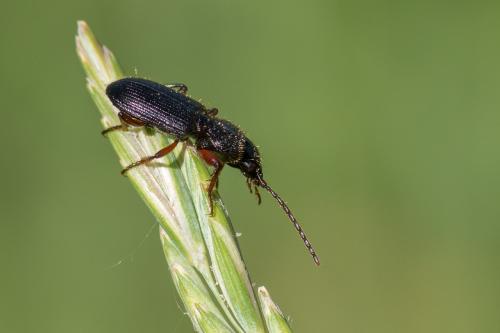 Carterus fulvipes