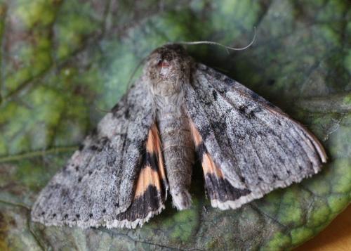 Catocala puerpera