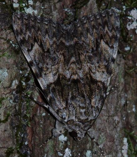 Catocala promissa