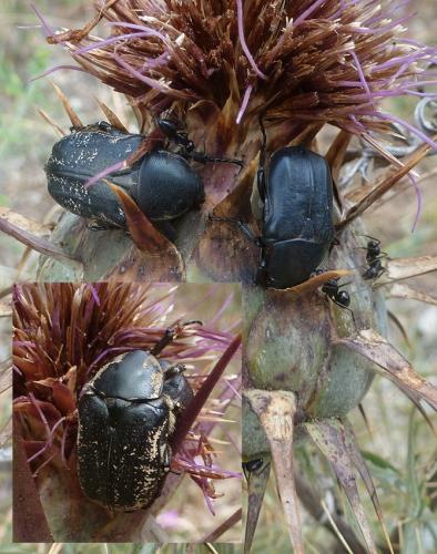 Aethiessa floralis