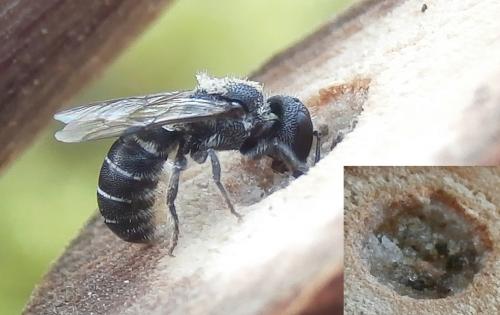 Heriades sp.