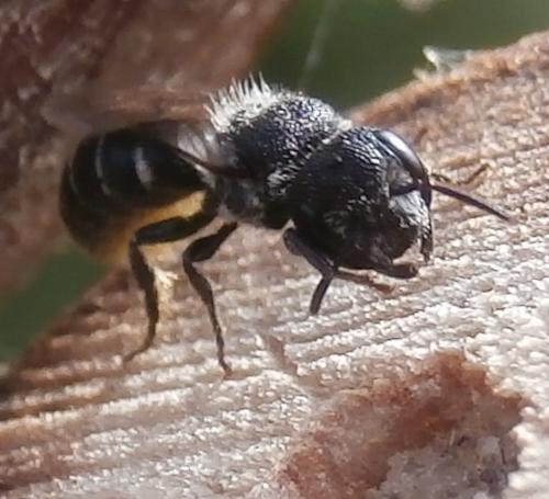 Heriades sp.