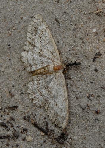Réf. 145 339 : Hypomecis punctinalis