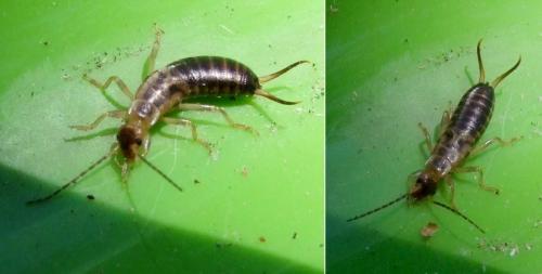 Forficula auricularia