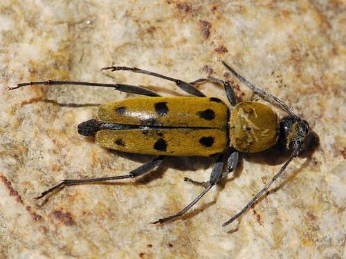 Chlorophorus glabromaculatus