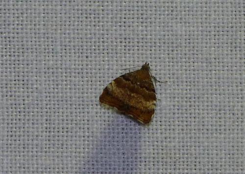 Choreutis pariana