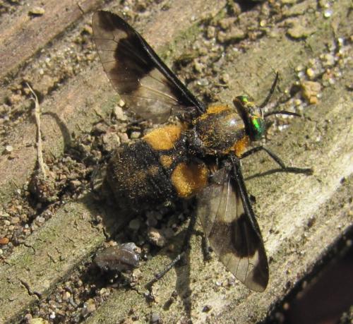 Réf. 145 780 : Chrysops caecutiens