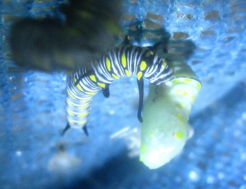 Réf. 145 009 : Danaus chrysippus