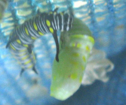 Réf. 145 011 : Danaus chrysippus