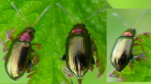Réf. 145 291 : Crepidodera aurata