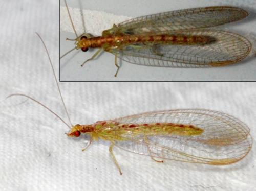 Réf. 145 880 : Chrysoperla sp.