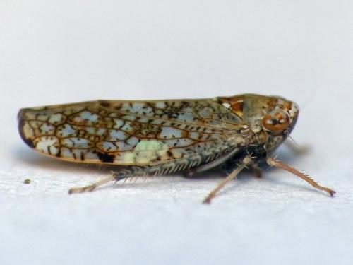 Réf. 145 083 : Orientus ishidae