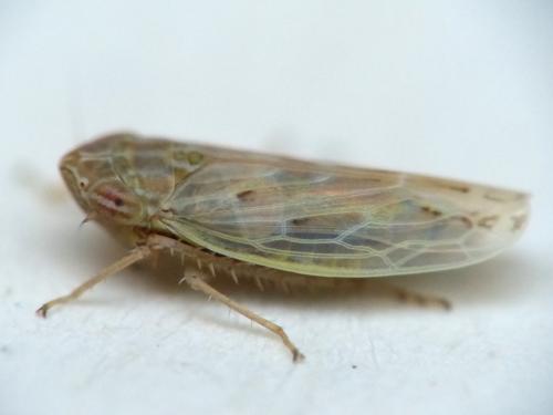 Psammotettix sp.
