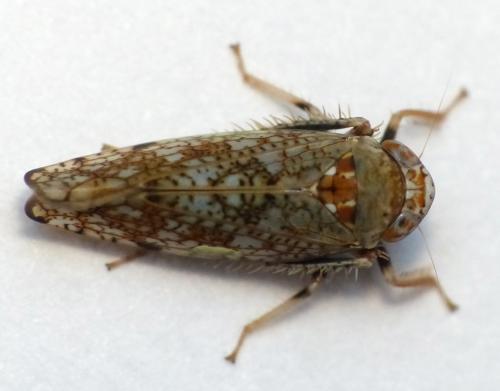 Réf. 145 084 : Orientus ishidae