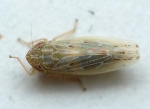 Réf. 145 243 : Psammotettix sp.