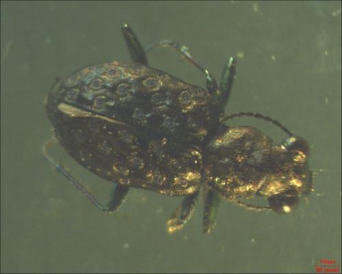 Elaphrus sp.