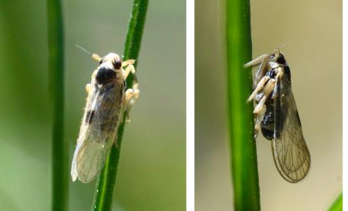 Réf. 145 176 : Laodelphax striatellus