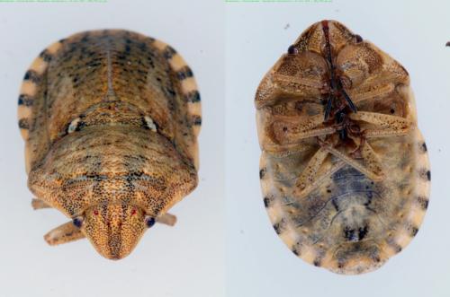 Réf. 145 901 : Eurygaster maura