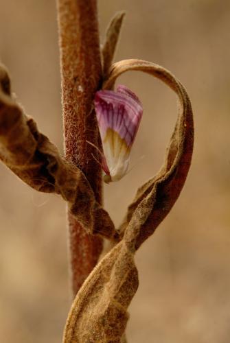 Eublemma purpurina