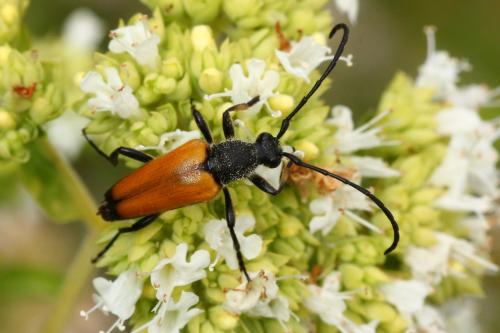 Stictoleptura fulva