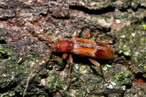 Réf. 145 575 : Trichoferus pallidus