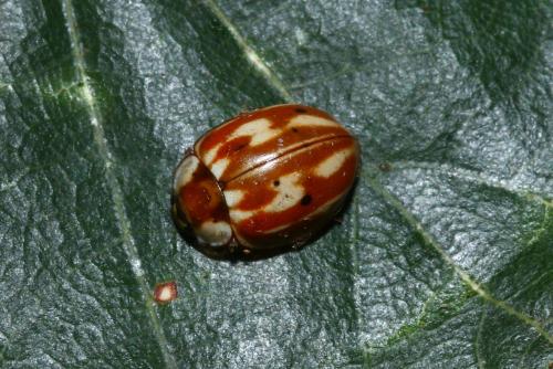 Myzia oblongoguttata