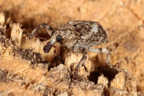 Réf. 145 609 : Gasterocercus depressirostris
