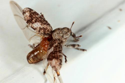Réf. 145 610 : Gasterocercus depressirostris