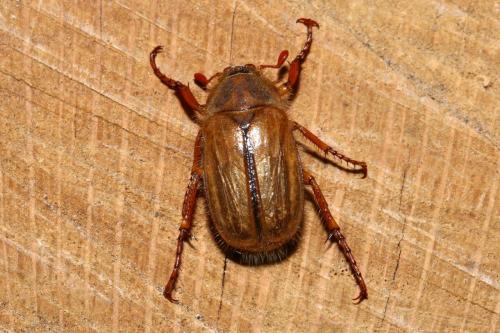 Amphimallon solstitiale