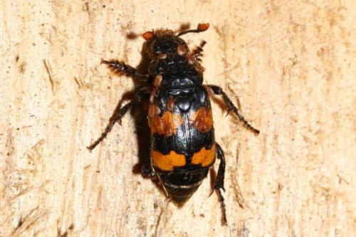 Réf. 145 896 : Nicrophorus interruptus